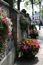 Poulton in Bloom